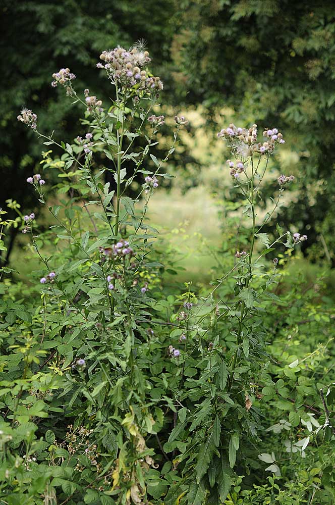 Cirsium arvense