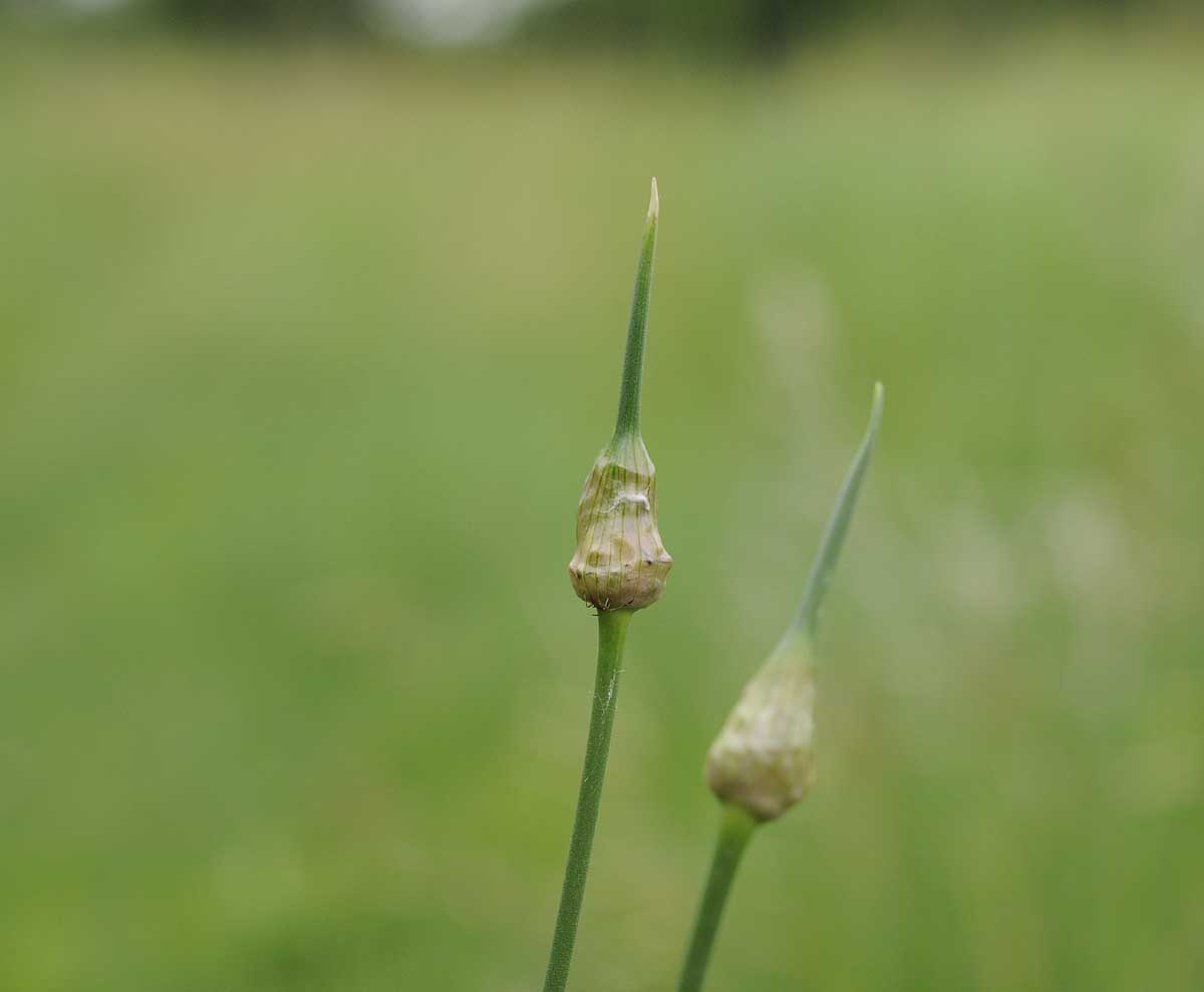 Allium vineale / Aglio delle vigne