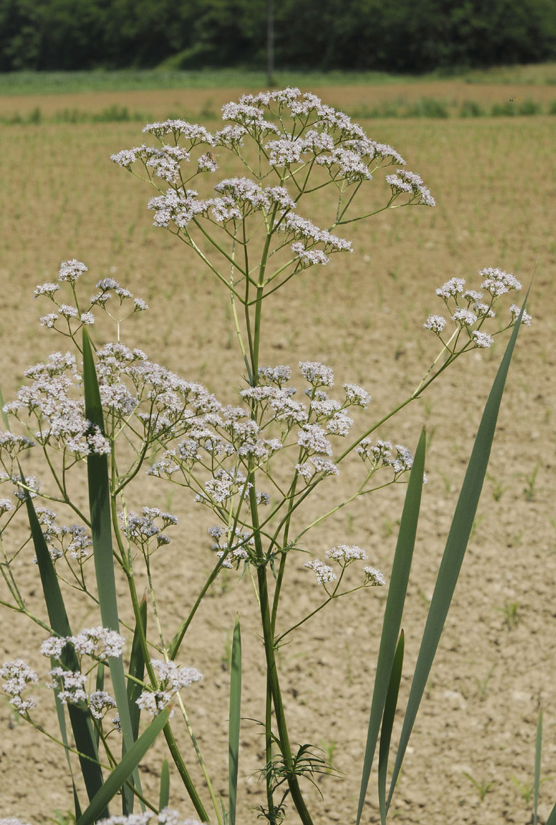 Valeriana officinalis / Valeriana comune