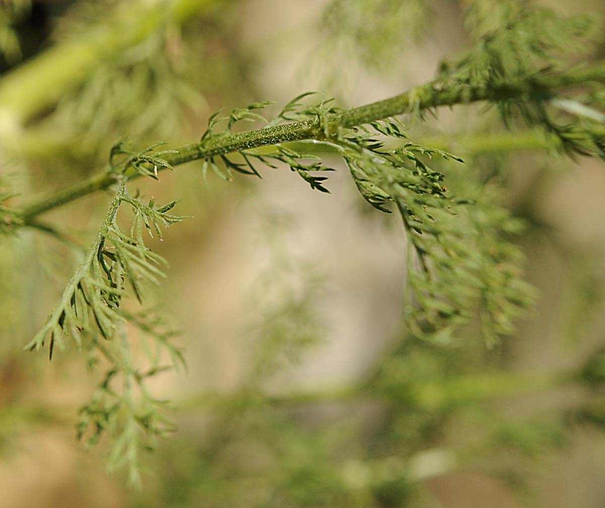 Matricaria chamomilla