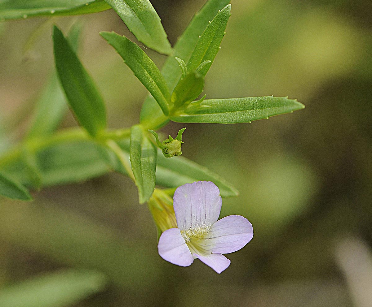 Gratiola officinalis / Gratiola, graziella