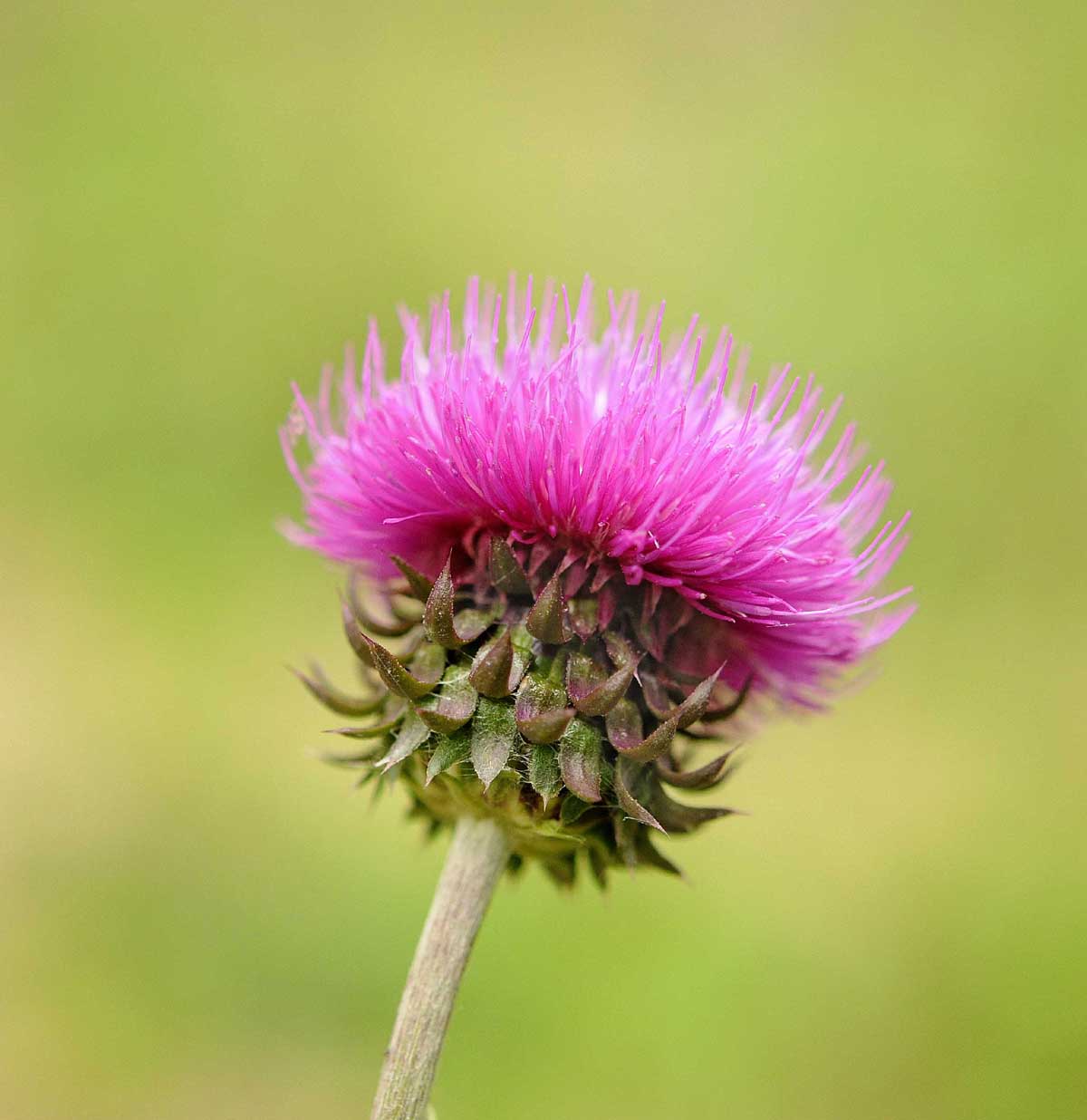 Carduus nutans subsp. leiophyllus (=macrolepis) / Cardo rosso con squame grandi