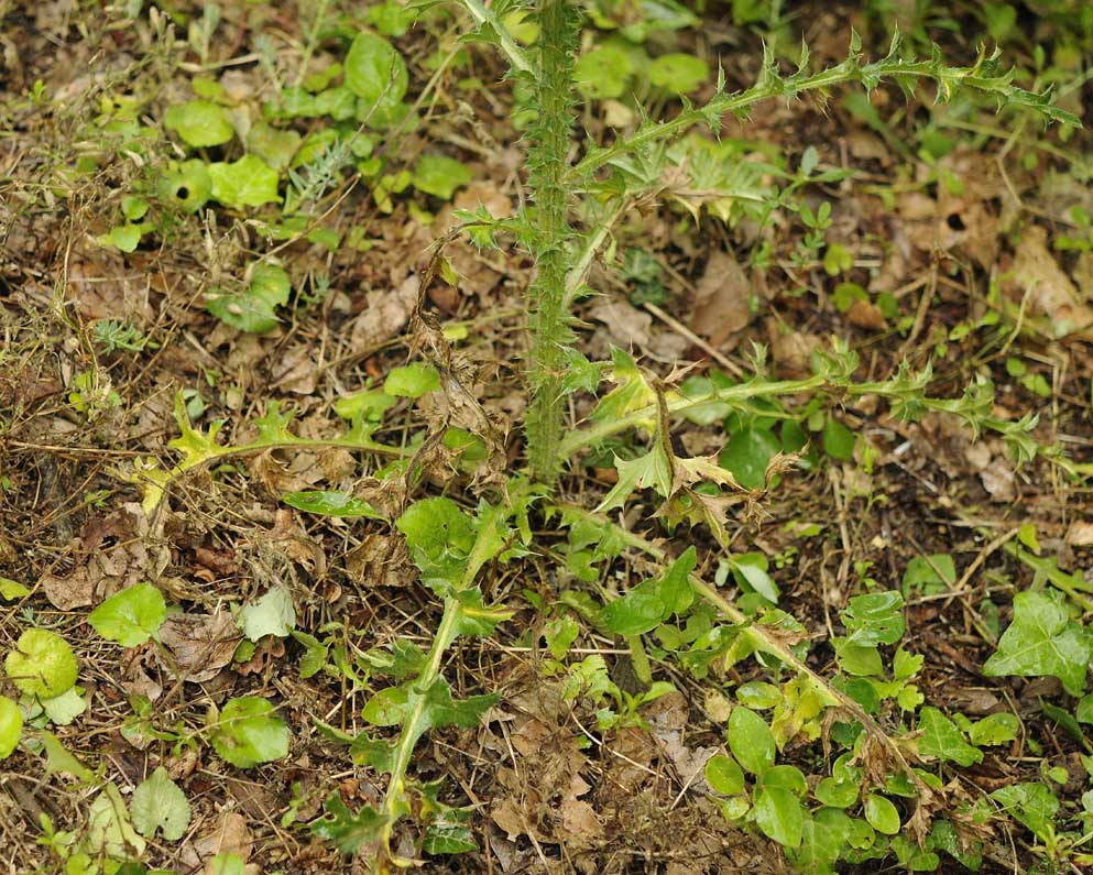 Carduus nutans subsp. leiophyllus (=macrolepis) / Cardo rosso con squame grandi