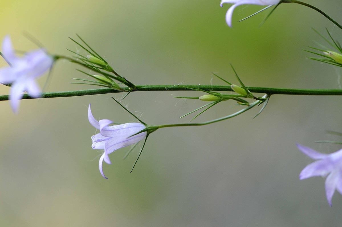 Campanula rapunculus