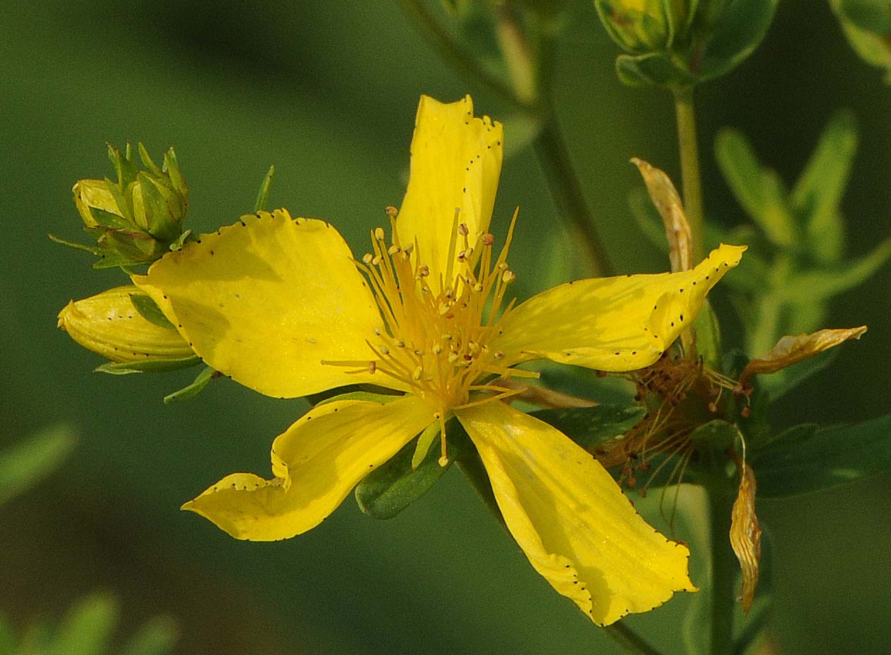 Hypercum perforatum subsp. perforatum  o  angustifolium?