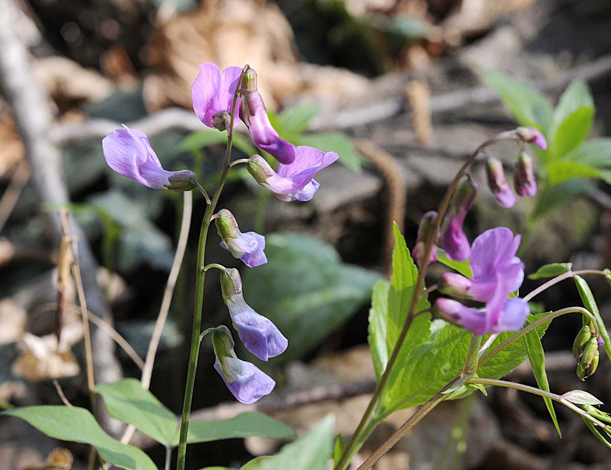 Lathyrus vernus / Cicerchia primaticcia