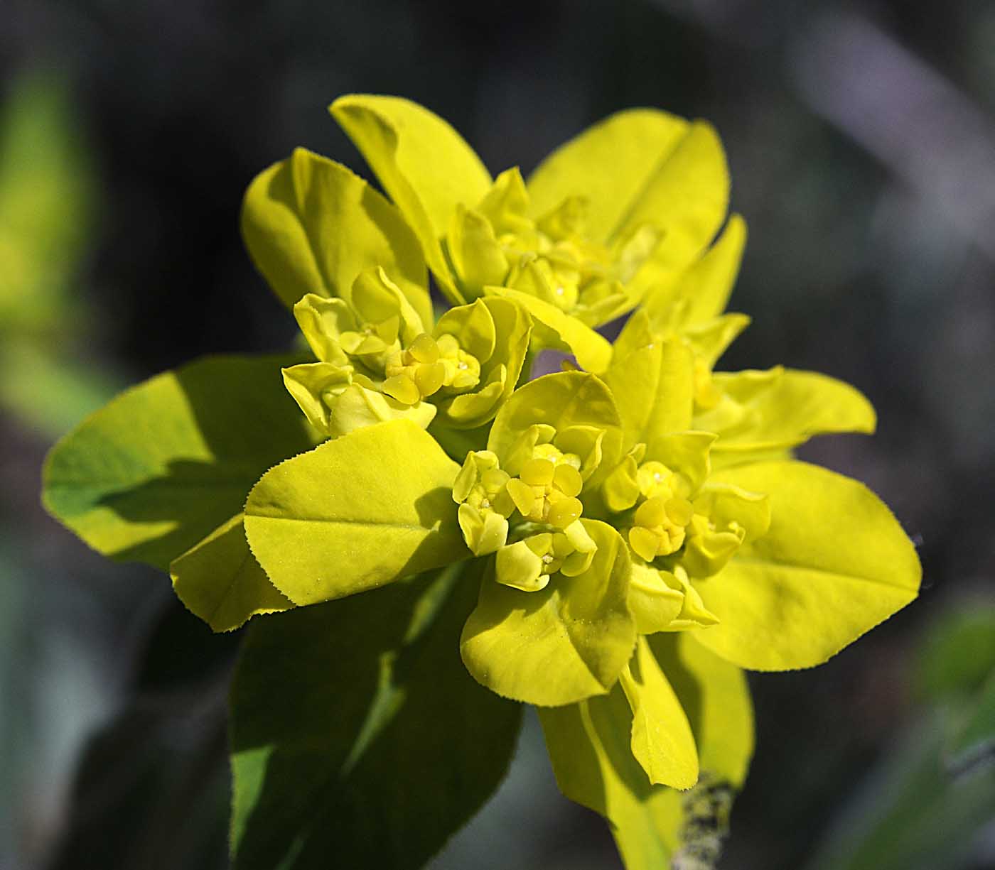 Euphorbia verrucosa / Euforbia verrucosa