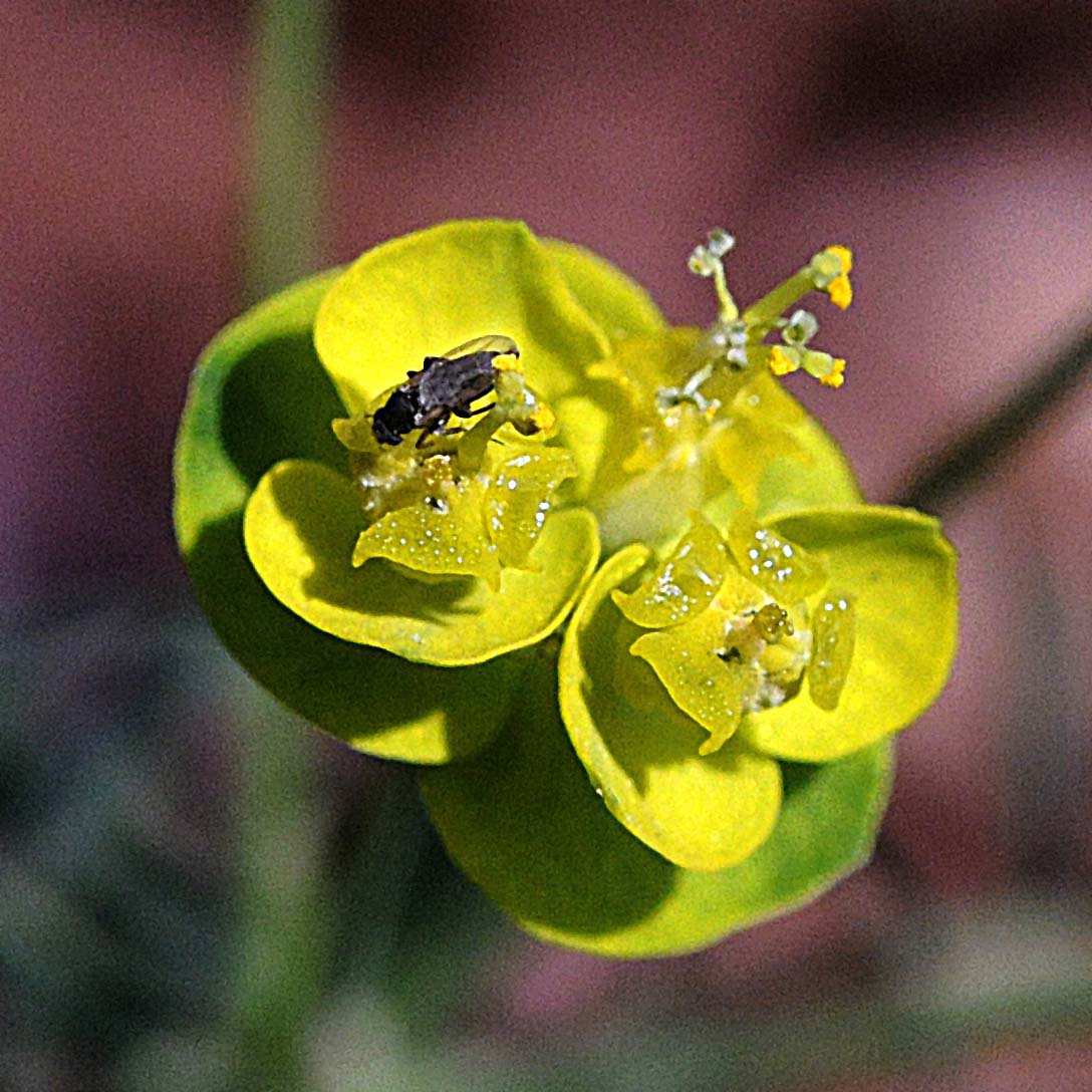 Euphorbia cyparissias L.