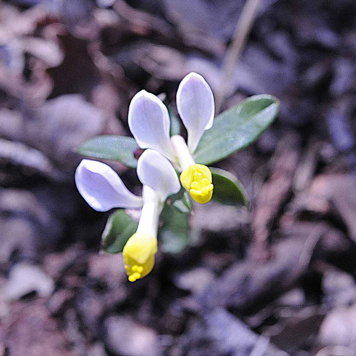 Polygala chamaebuxus