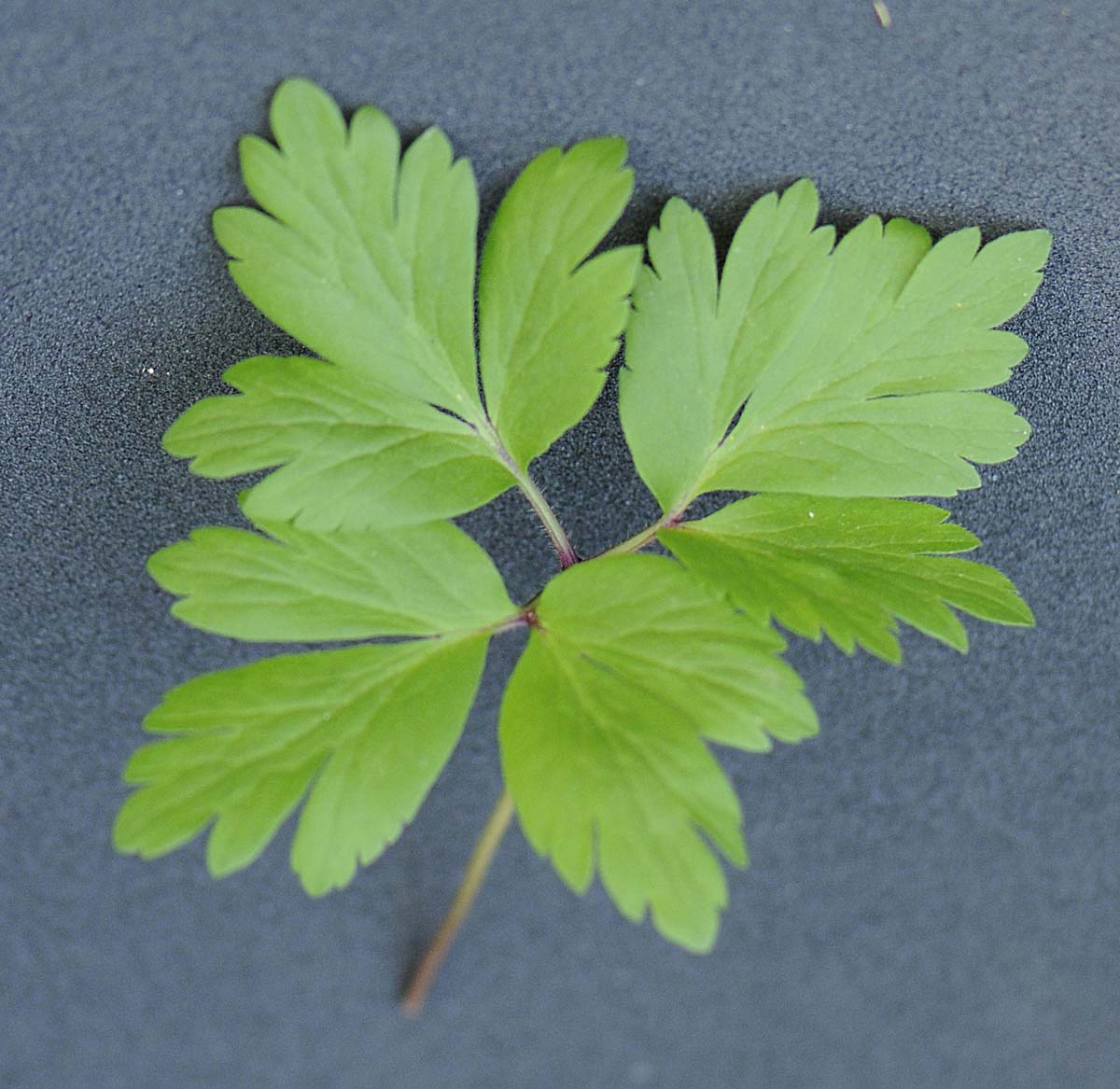 Anemone nemorosa - Anemonoides nemorosa (L.) Holub