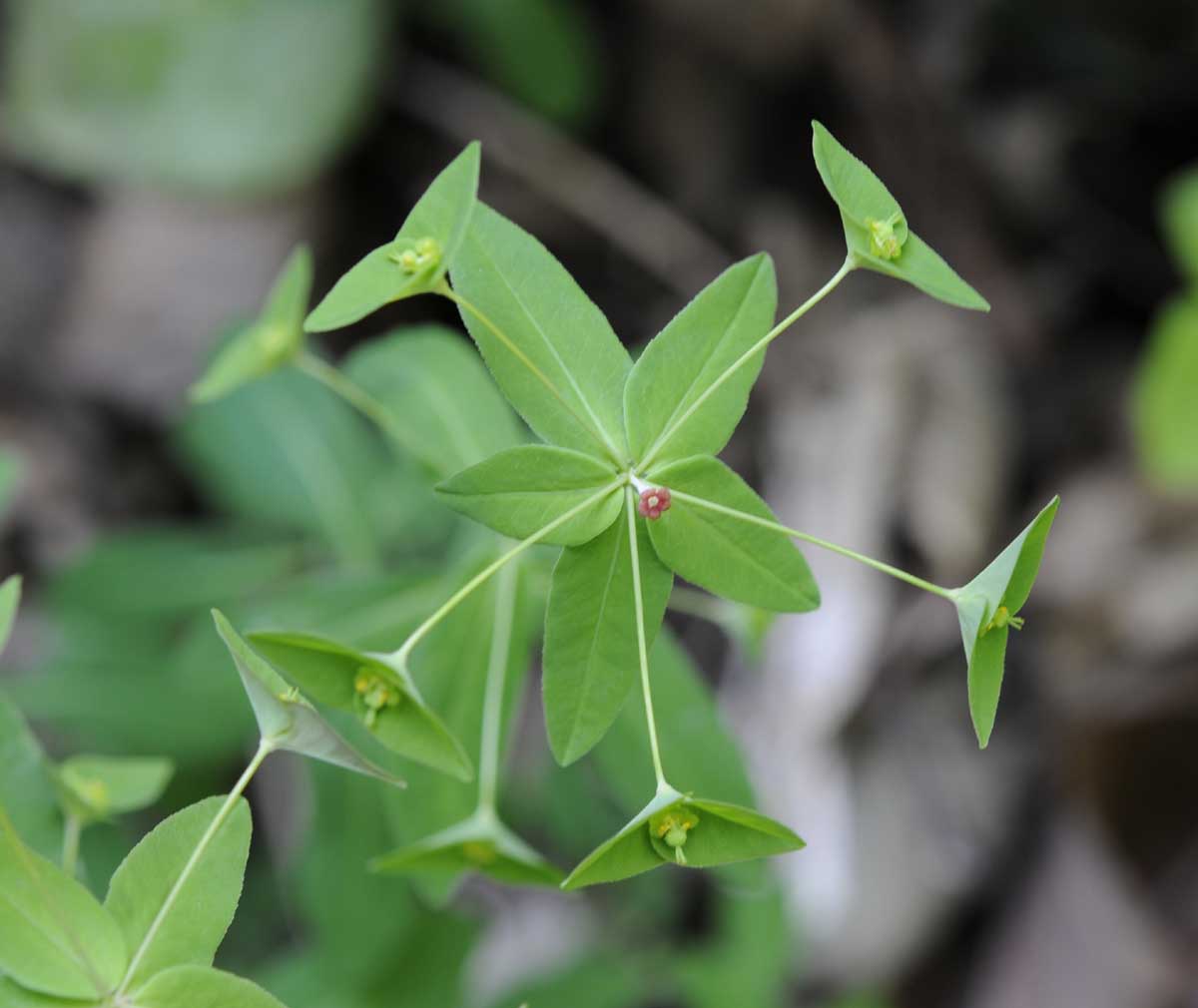 Euphorbia dulcis