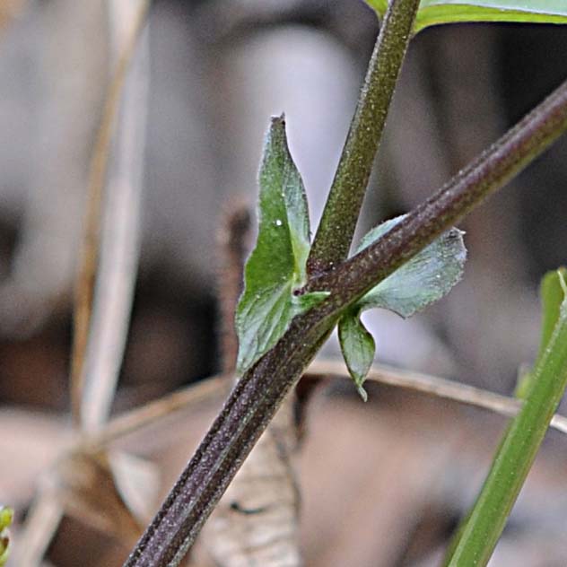 Lathyrus vernus / Cicerchia primaticcia