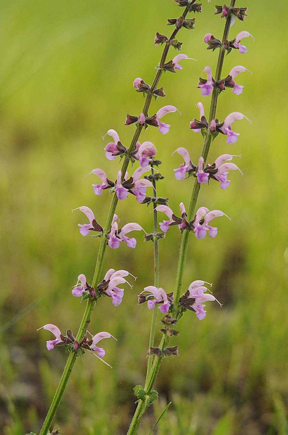 Salvia... rosa - Salvia pratensis L.