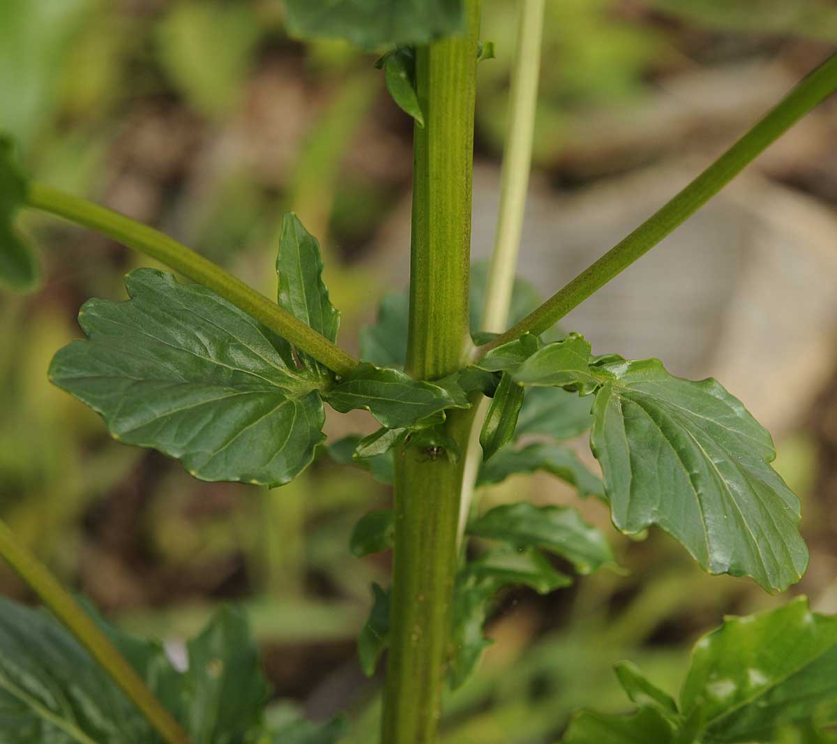 Barbarea vulgaris / Erba di Santa Barbara comune