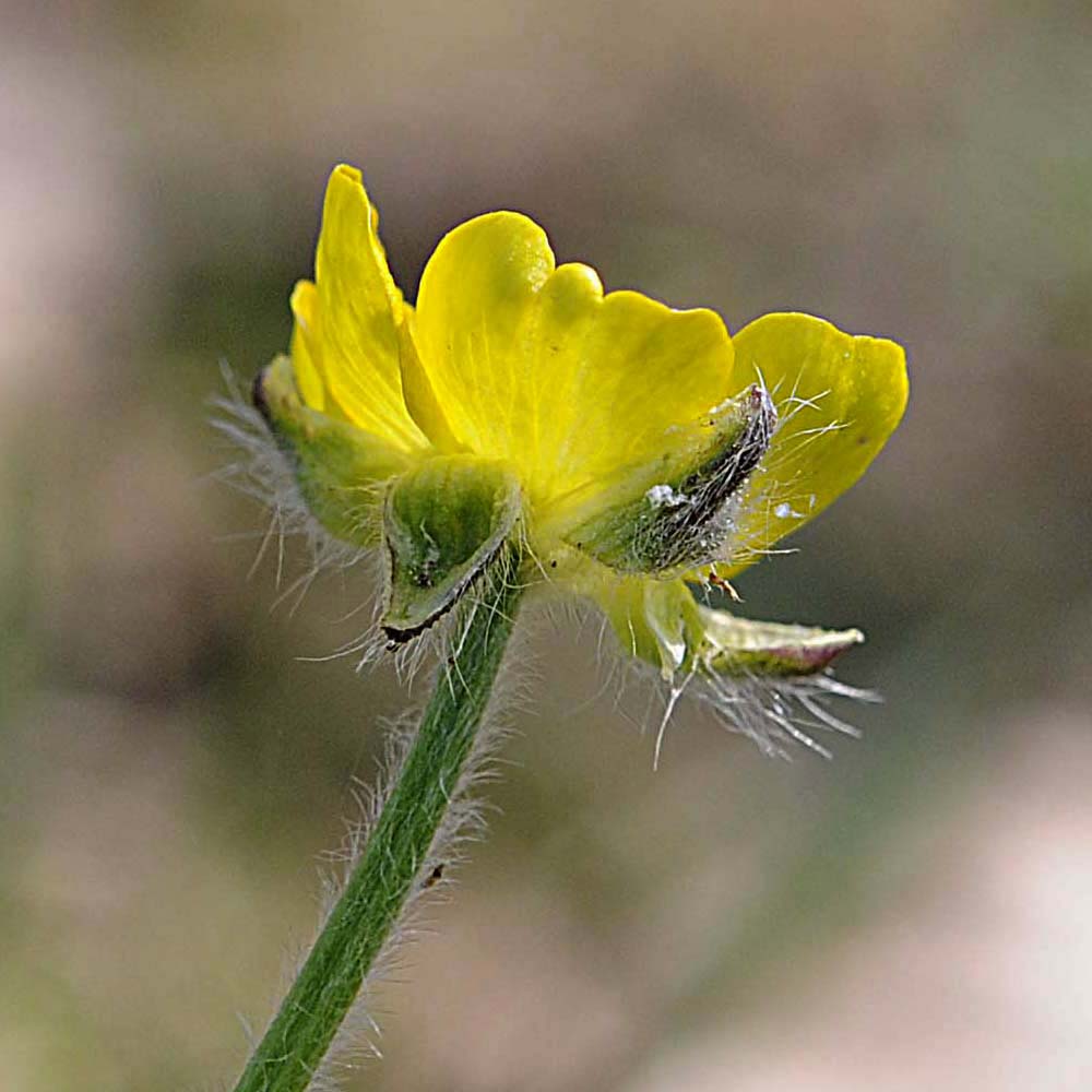 Ranunculus bulbosus / Ranuncolo bulboso