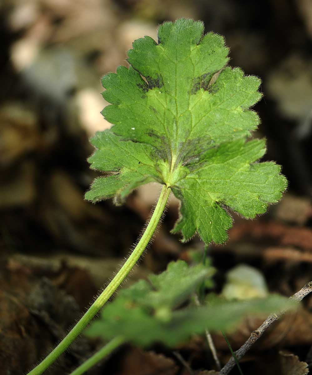 Ranunculus velutinus / Ranuncolo vellutato