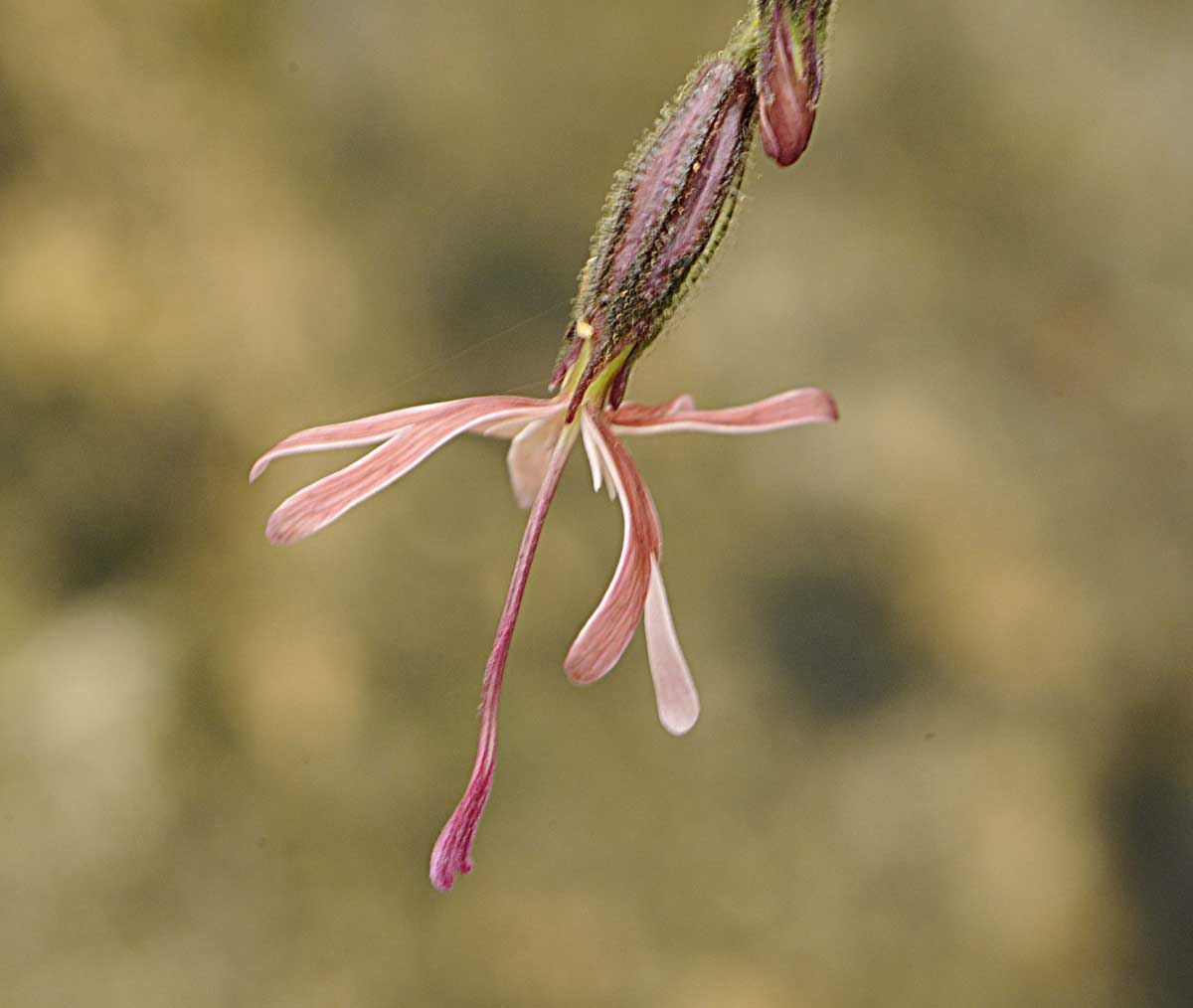 Silene nutans?