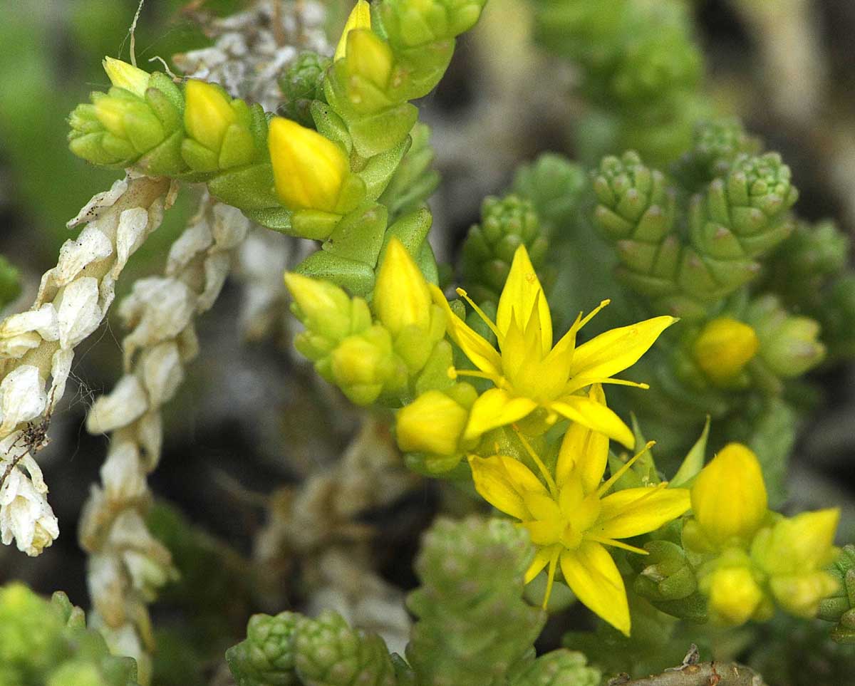 Sedum acre