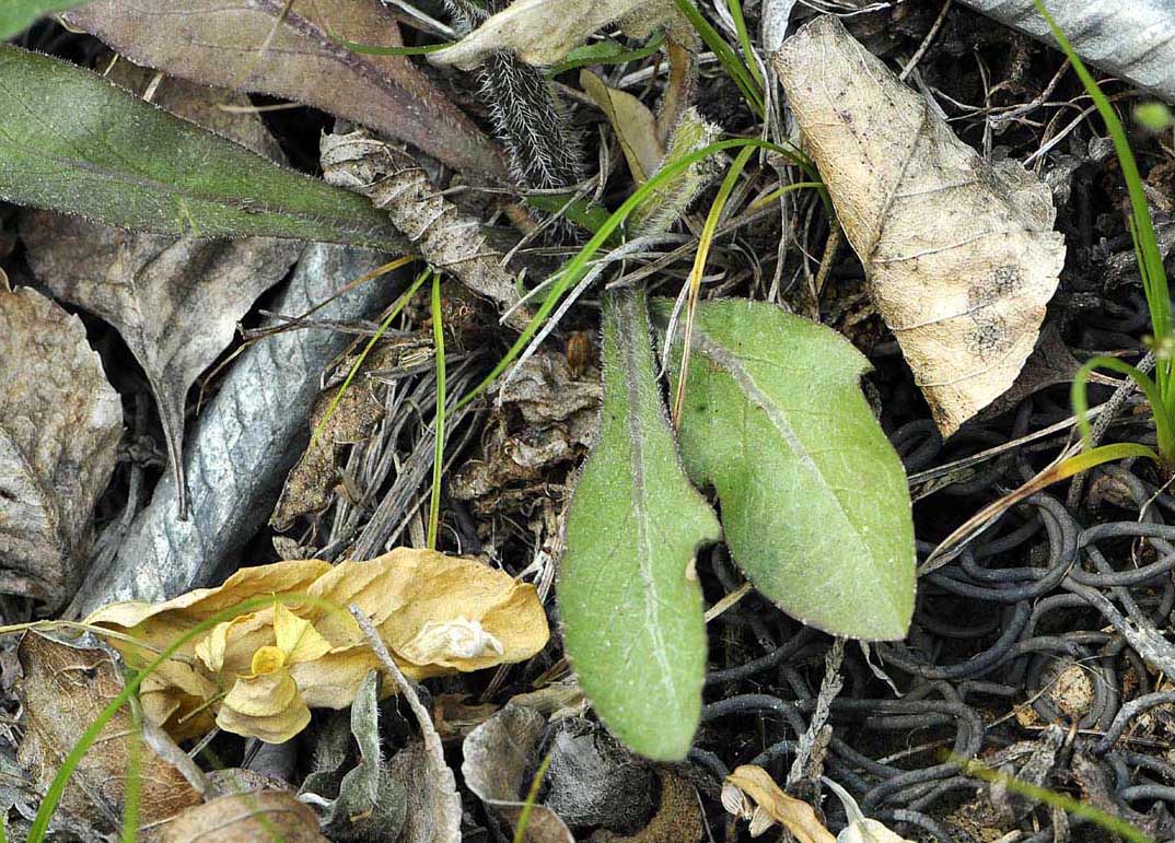 Campanula rapunculus