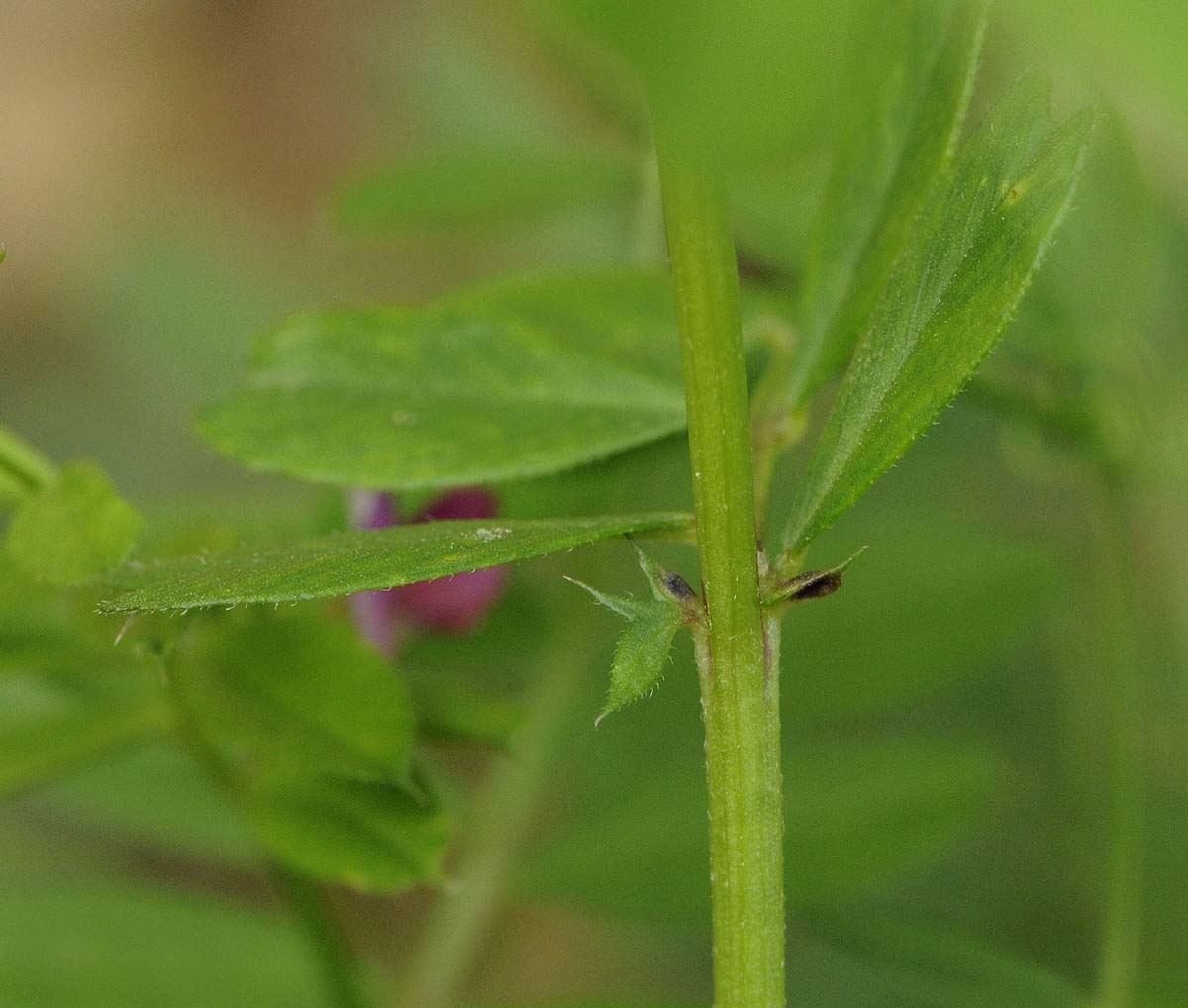 Vicia sativa subsp nigra