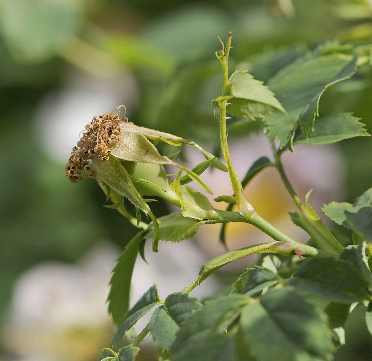 Rosa canina / Rosa canina