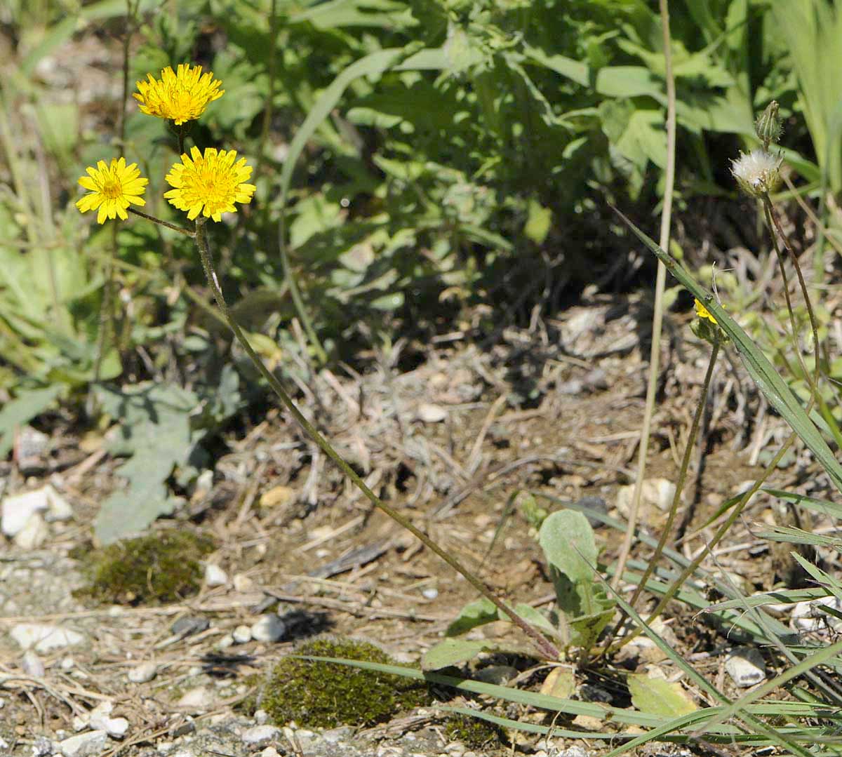 Crepis sancta