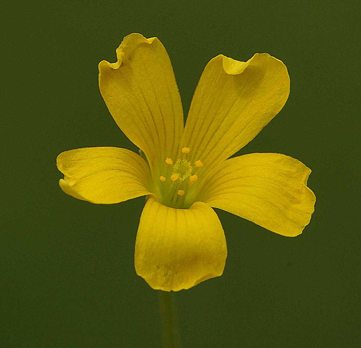 Oxalis dillenii / Acetosella di Dillenius