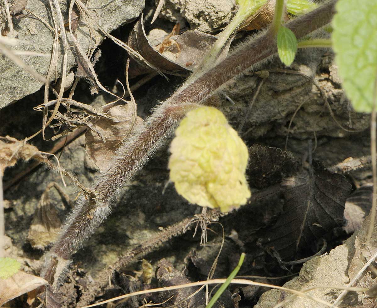 Stachys recta s.l.