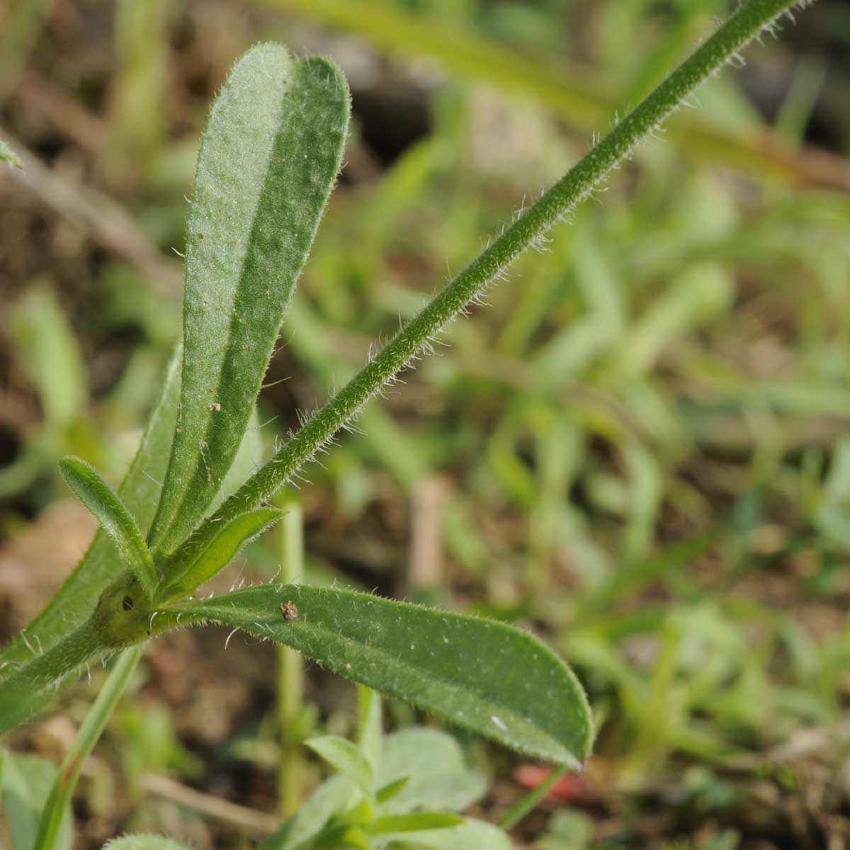 Silene gallica