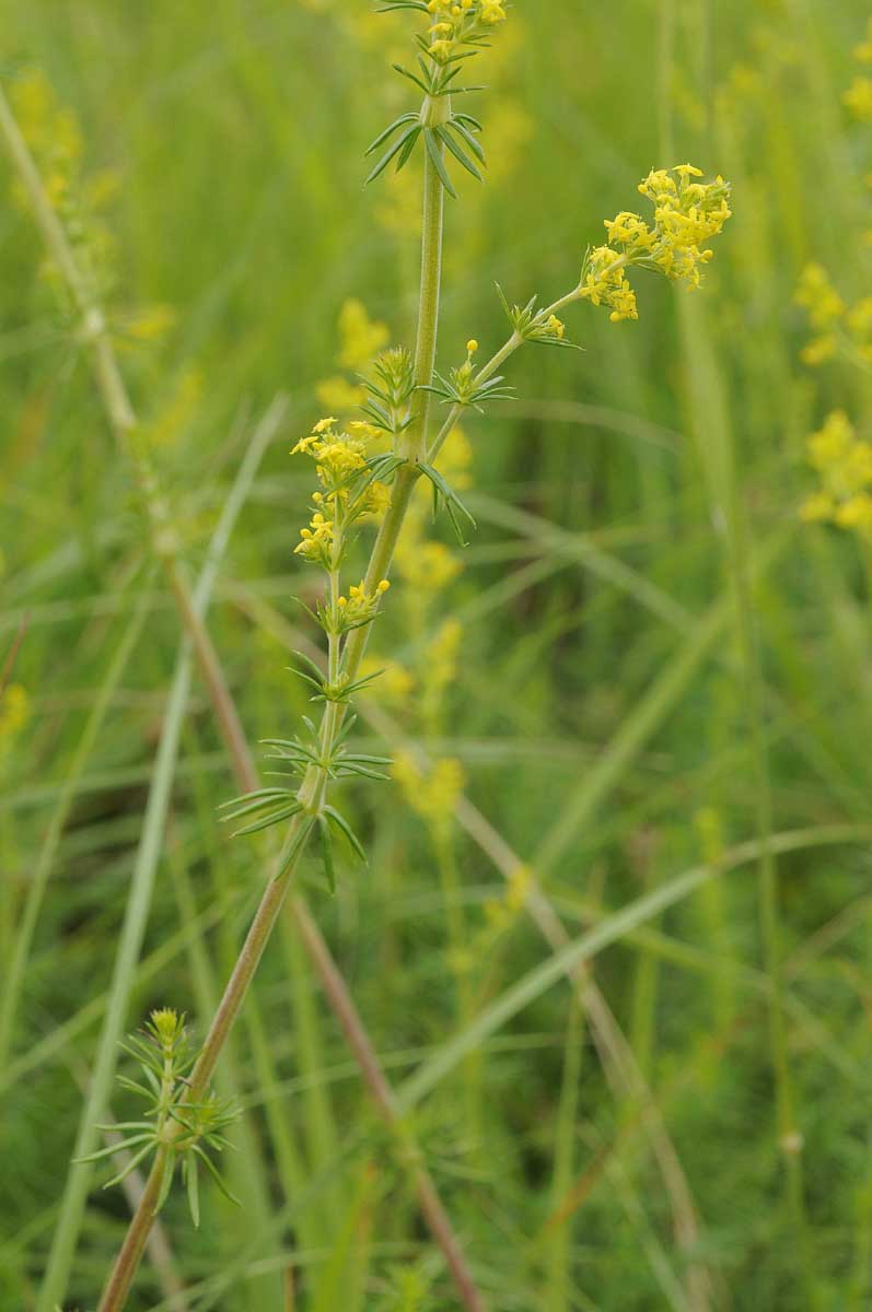 Galium verum?