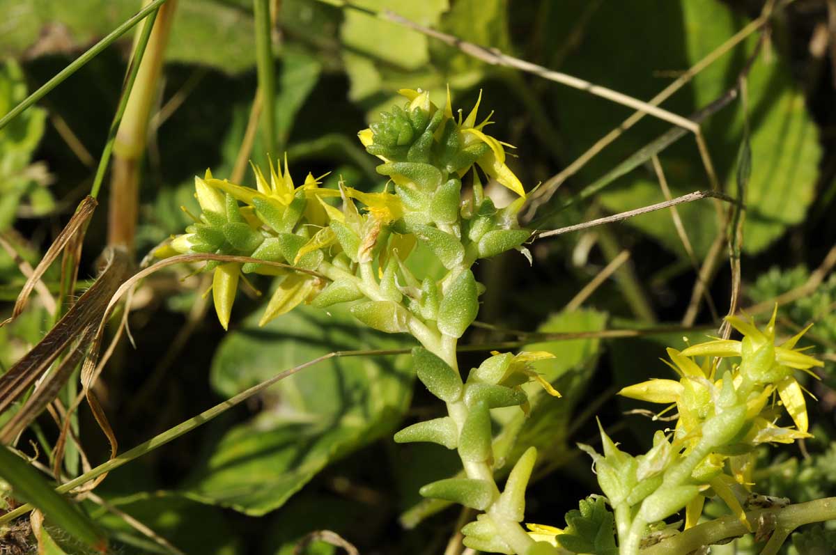 Sedum sexangulare / Borracina insipida