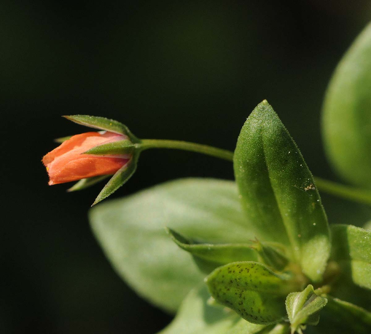 Lysimachia (=Anagallis) arvensis