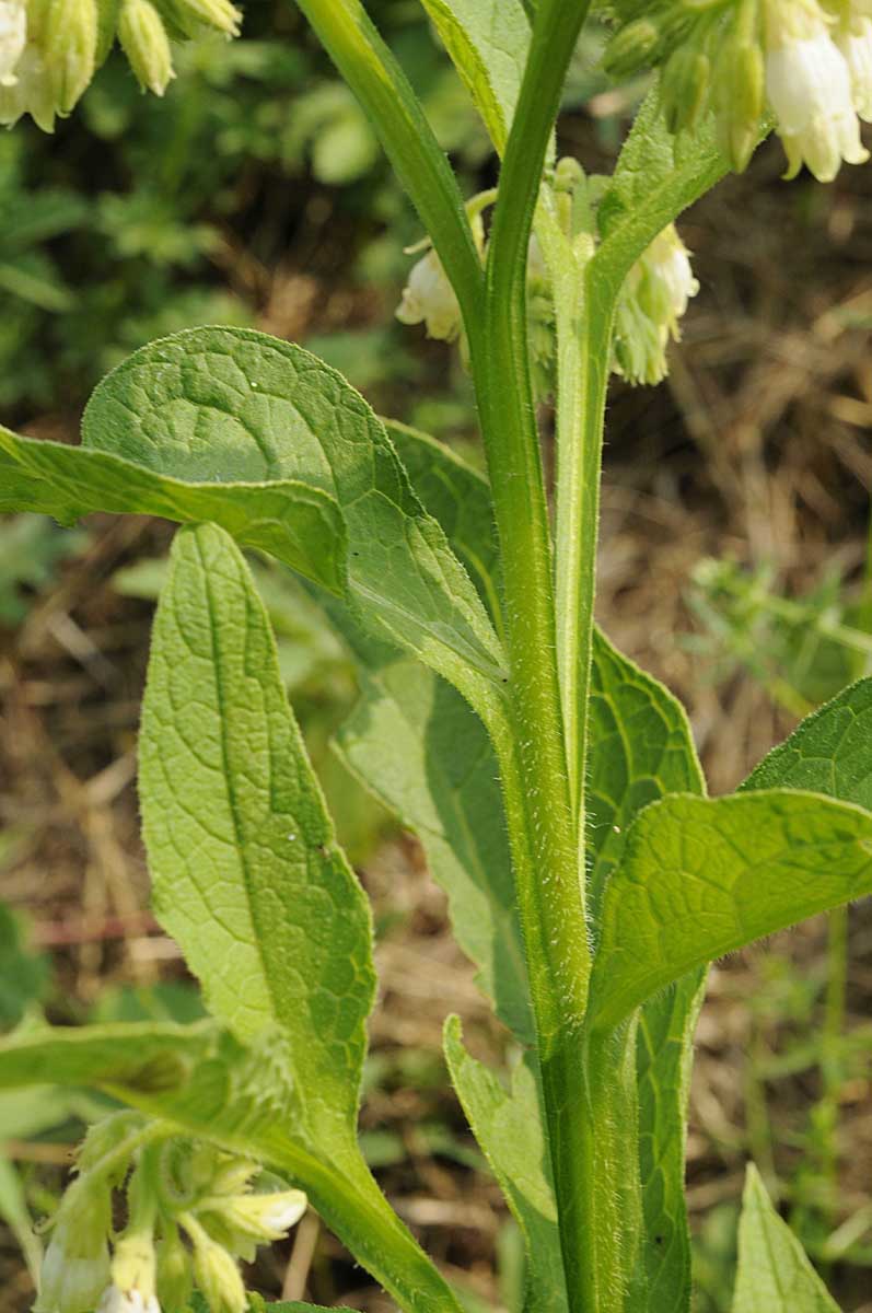 Symphytum officinale / Consolida maggiore