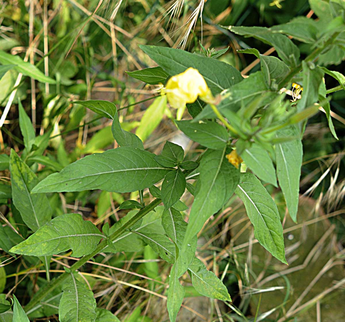 Oenothera glazioviana / Enagra di Lamark