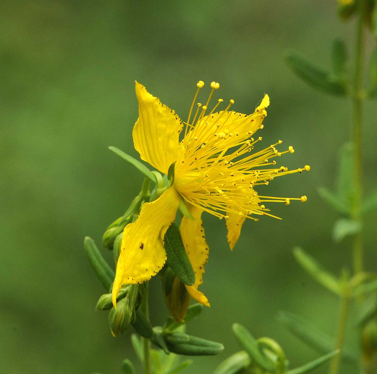 Hypercum perforatum subsp. perforatum  o  angustifolium?