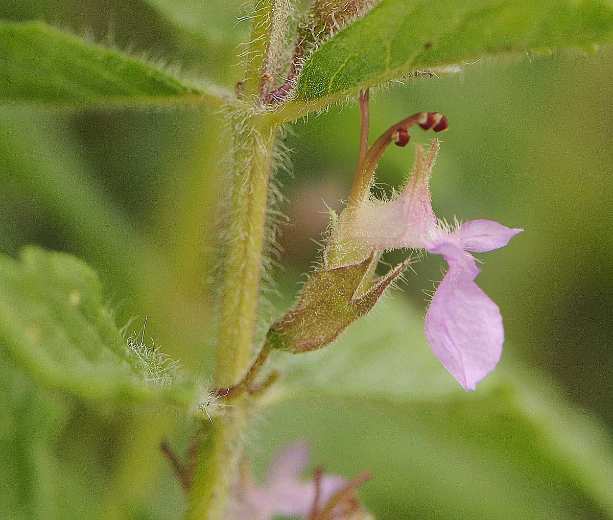 Teucrium chamaedris