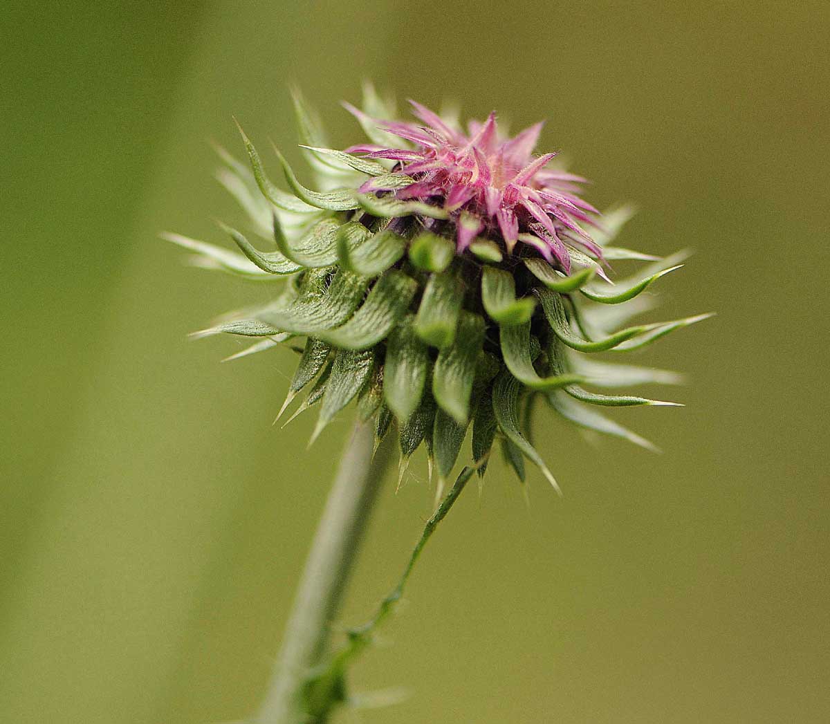 Carduus nutans subsp. leiophyllus (=macrolepis) / Cardo rosso con squame grandi