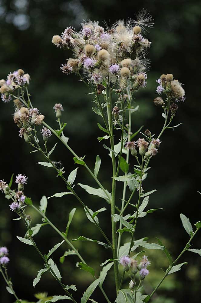 Cirsium arvense