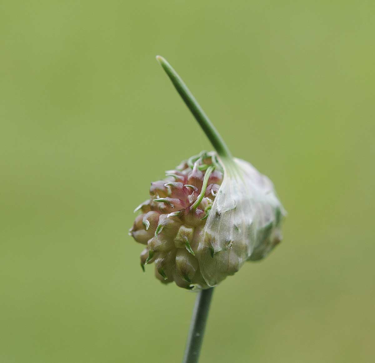 Allium vineale / Aglio delle vigne