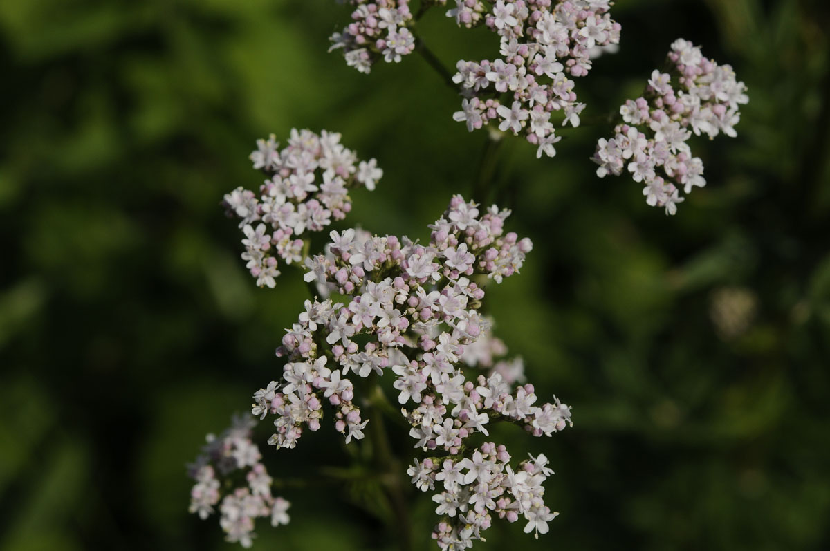 Valeriana officinalis / Valeriana comune