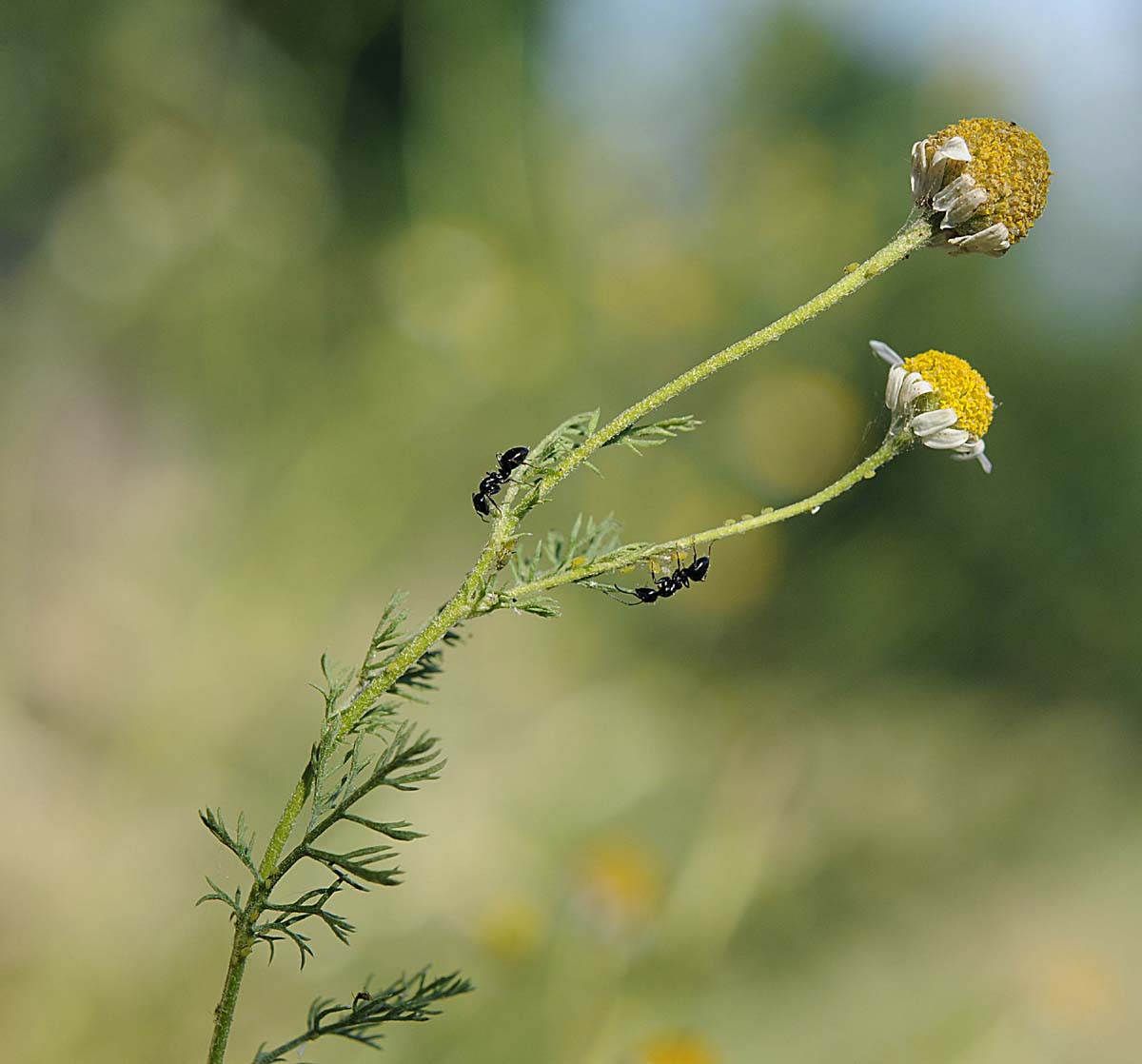 Matricaria chamomilla