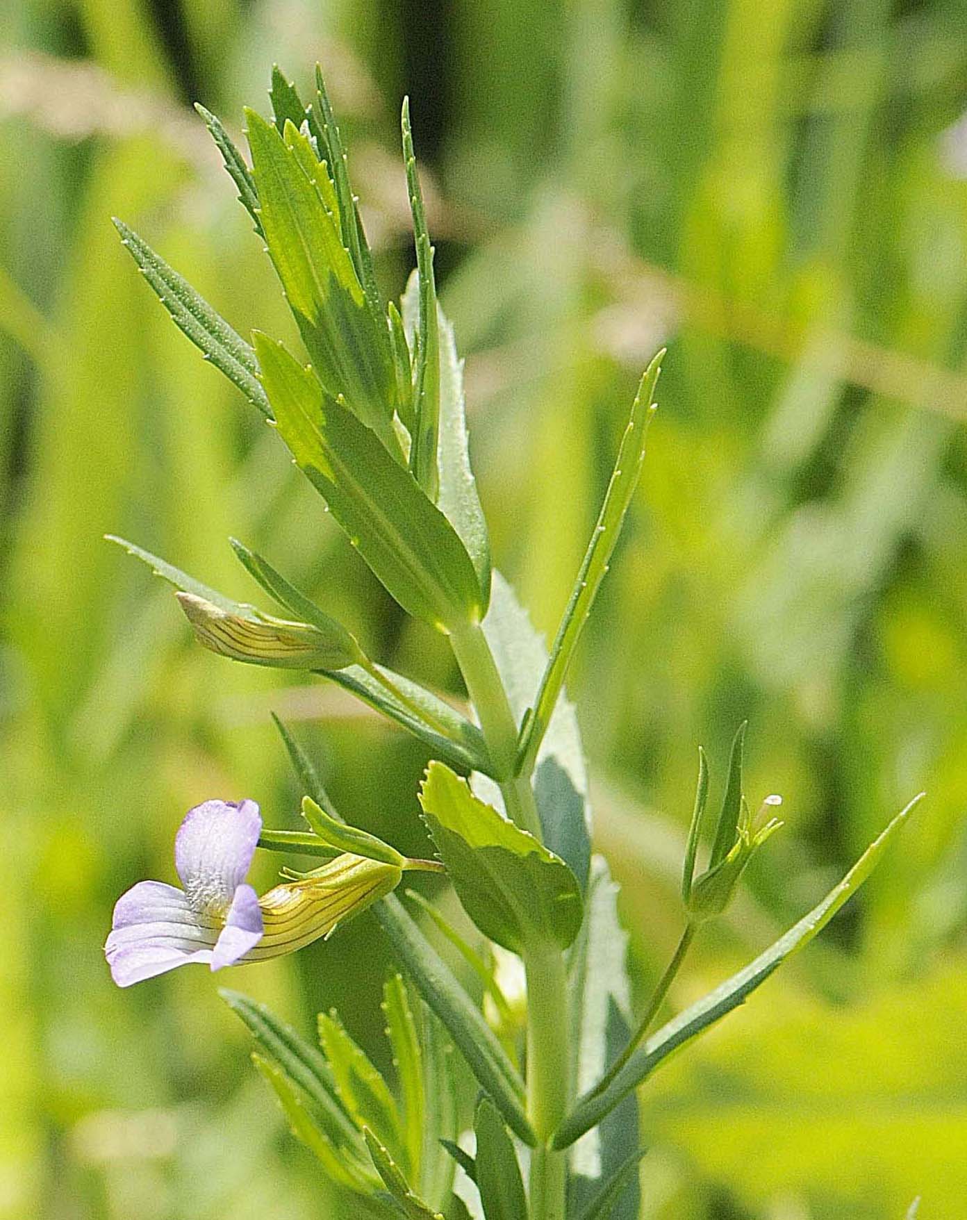 Gratiola officinalis / Gratiola, graziella