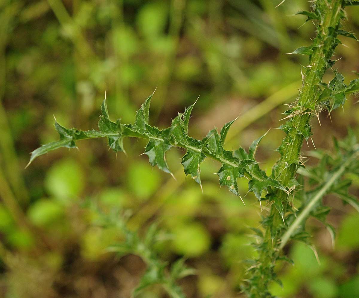 Carduus nutans subsp. leiophyllus (=macrolepis) / Cardo rosso con squame grandi