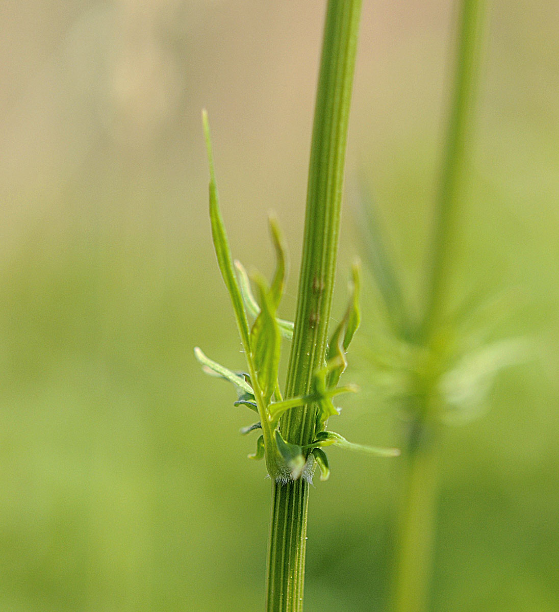 Valeriana officinalis / Valeriana comune