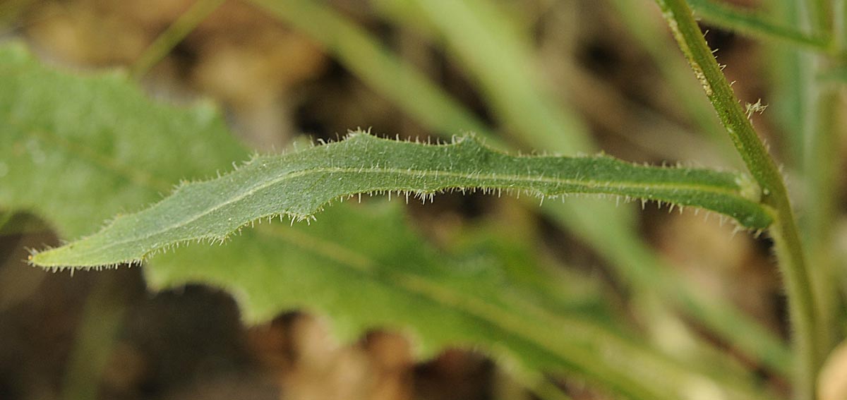 Picris hieracioides