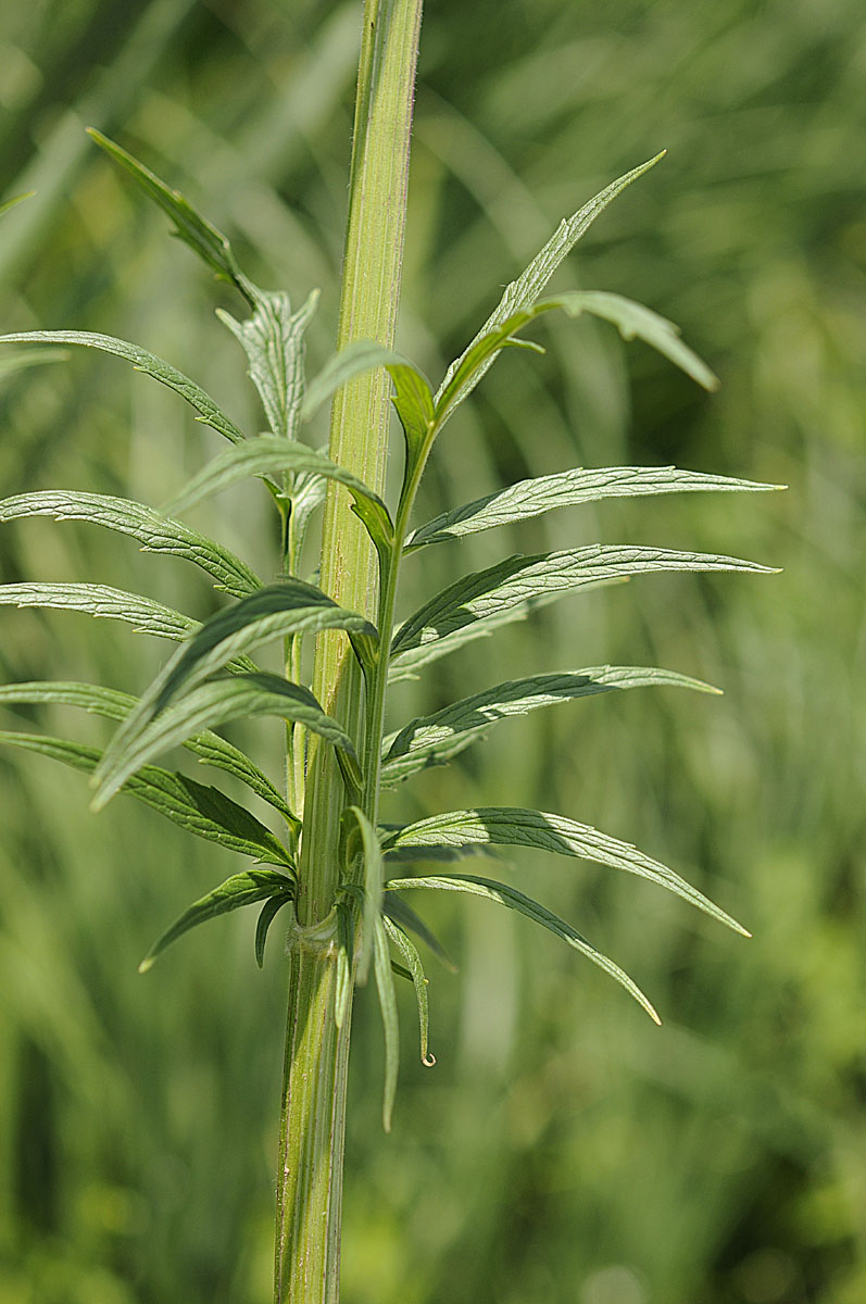 Valeriana officinalis / Valeriana comune