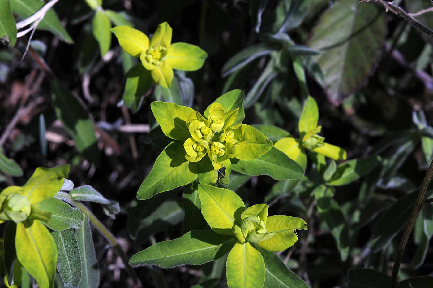 Euphorbia verrucosa / Euforbia verrucosa