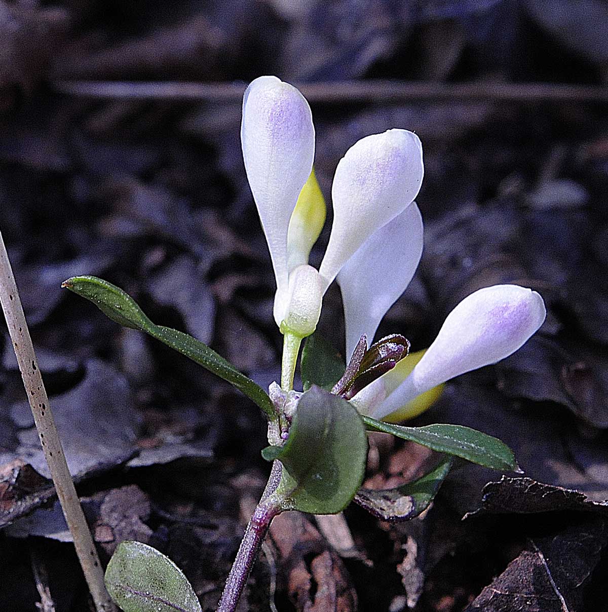 Polygala chamaebuxus