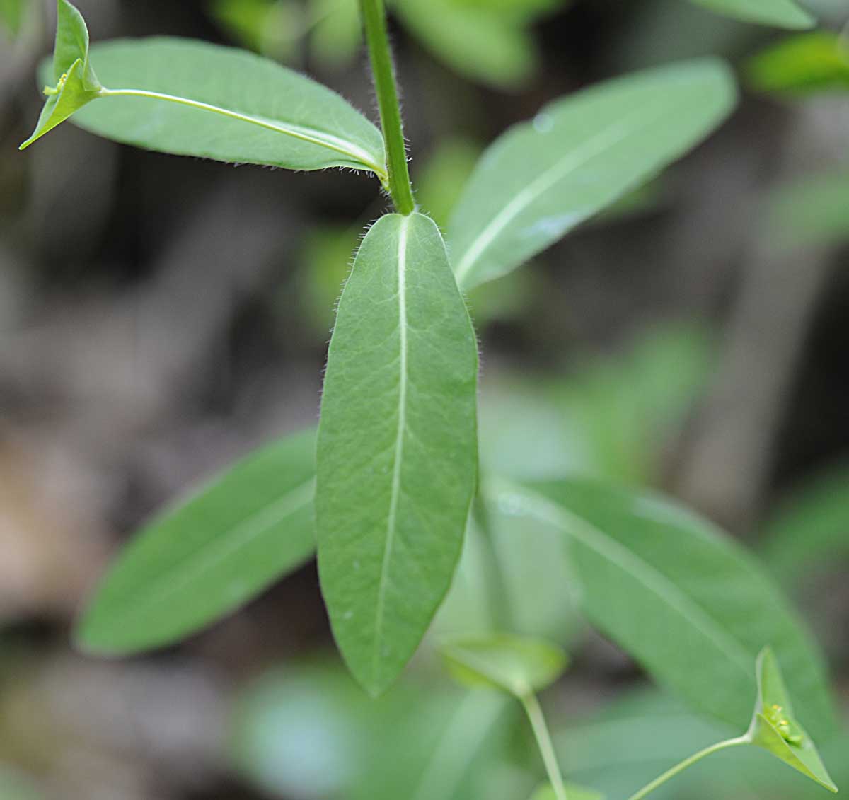 Euphorbia dulcis