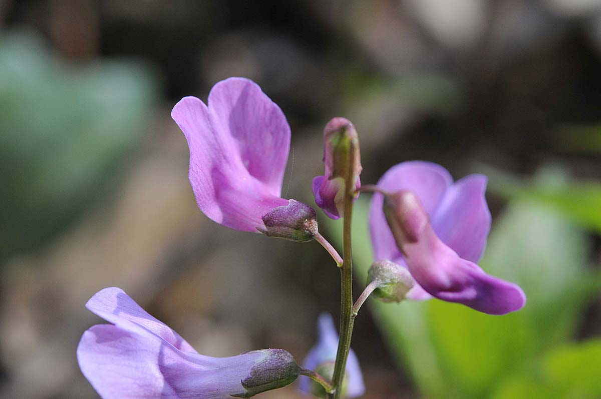 Lathyrus vernus / Cicerchia primaticcia